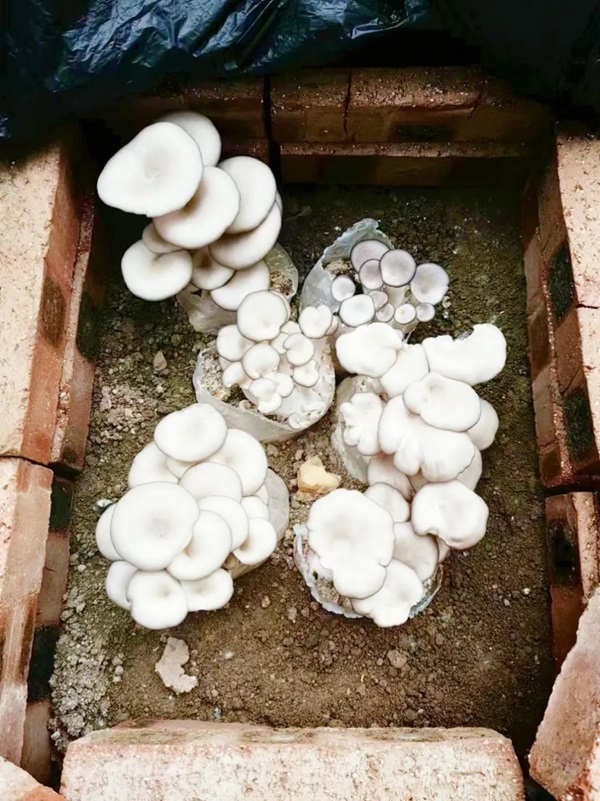 bat365正版唯一官网||管理学院||以劳育人树新风 筑梦青春共成长