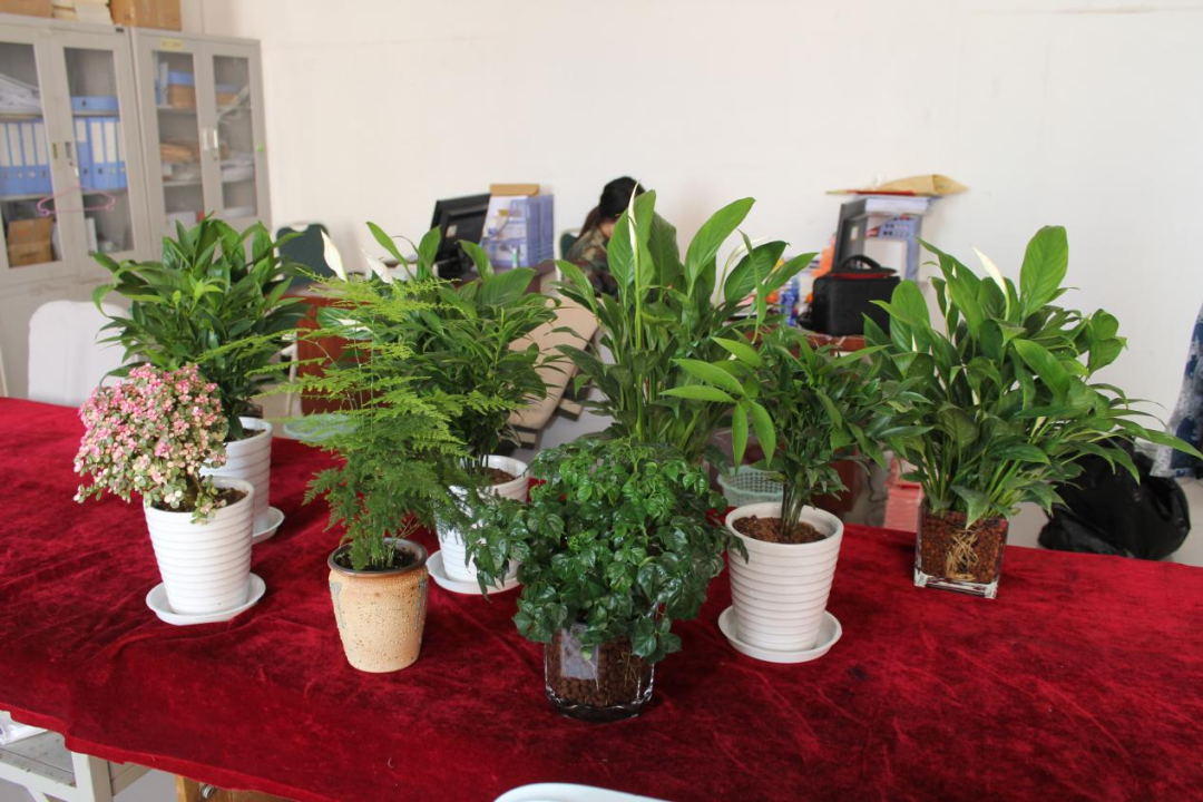 bat365正版唯一官网|管理学院|手植绿茵 播洒希望