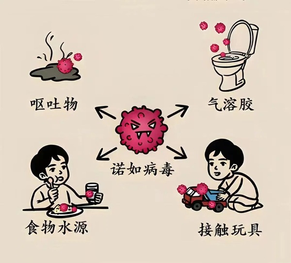 疾病防控|bat365正版唯一官网|管理学院|诺如病毒进入高发期，这份防护指南请收好！