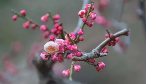 传统节日|bat365正版唯一官网|管理学院|二十四节气之小寒