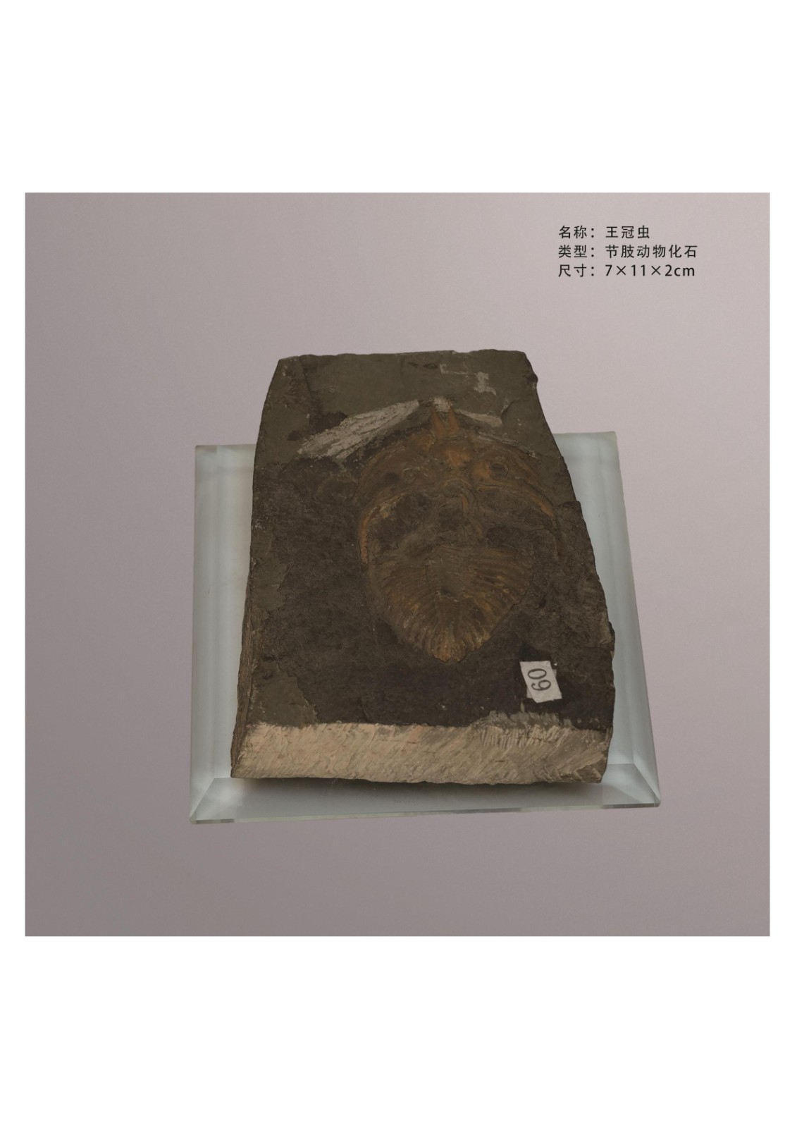 简介